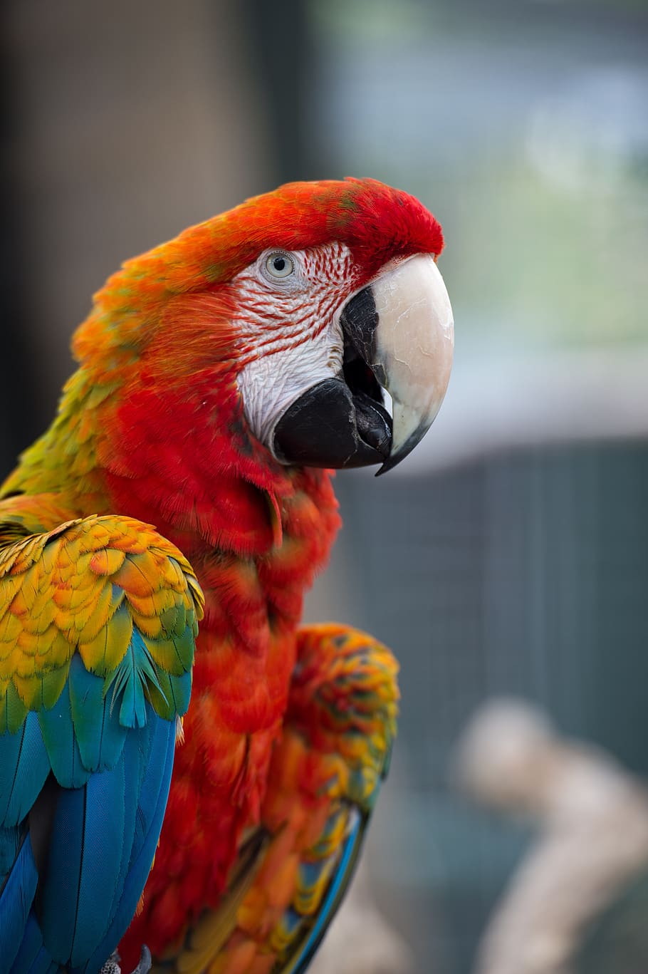 scarlet, macaw, rainbow, parrot, plumage, red, color, beak, feather, wildlife