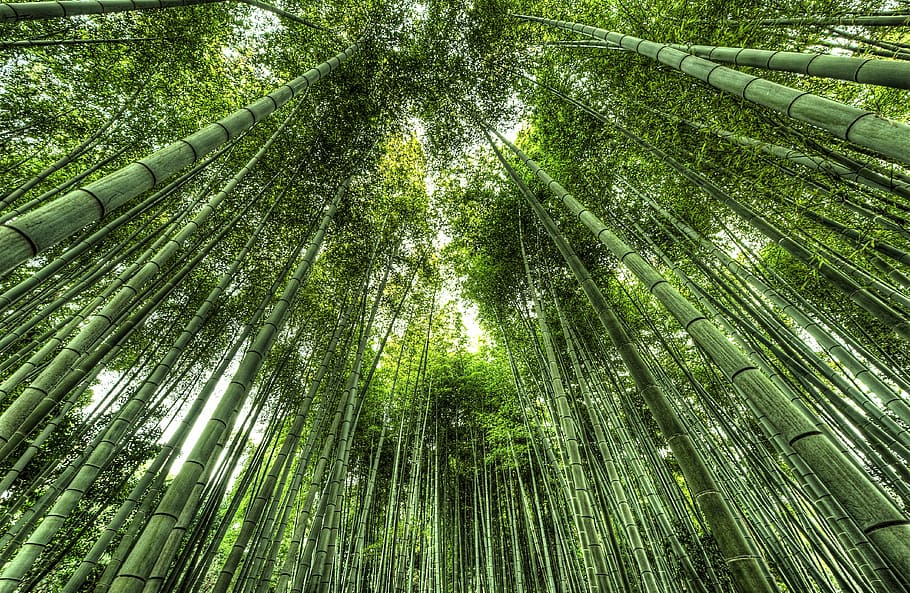 low, angle photo, green, leafed, trees, japan, traveljapan, travel, plant, bamboo - plant