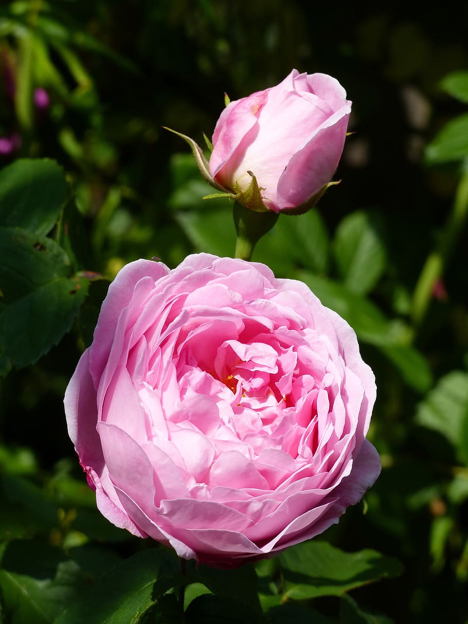 ros, rosebud, color, pink, foliage, summer, garden, flowering plant, flower, plant