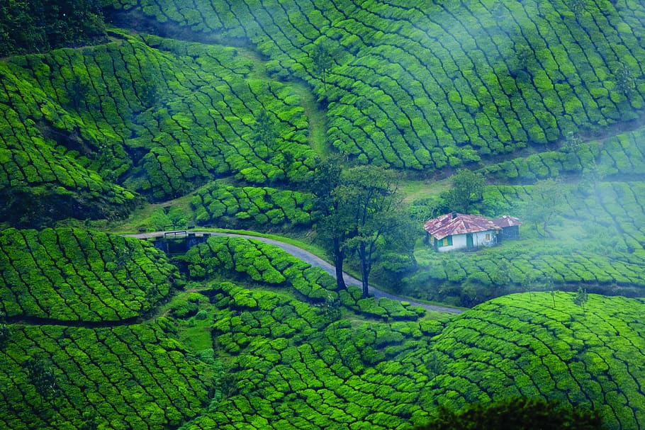 munnar, kerala, plantación de té, verde, montaña, natural, turismo, paisajes, al aire libre, té