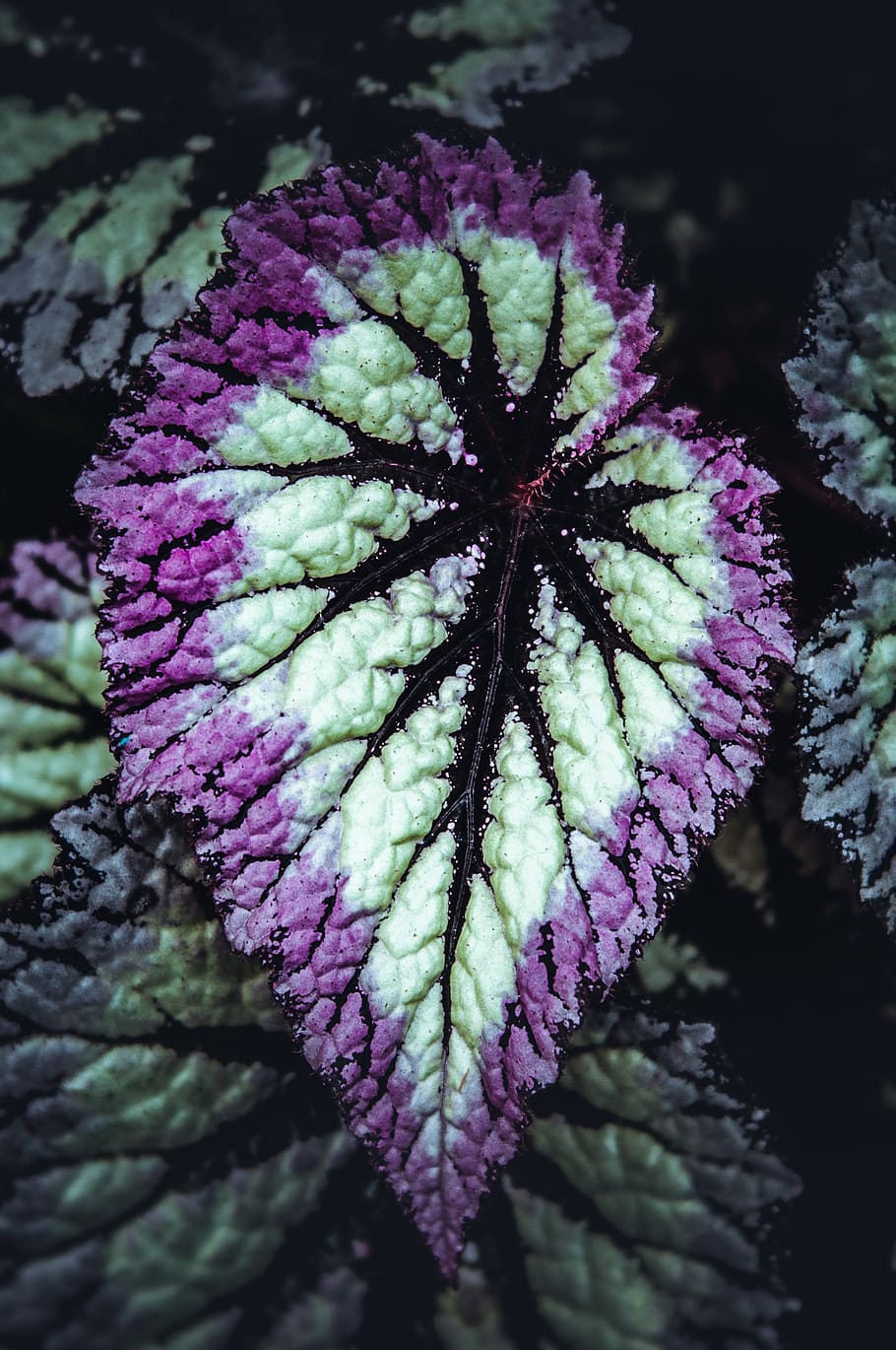 begonia, leaf, plant, tropical plant, houseplant, urban jungle, pink, silver, green, nature