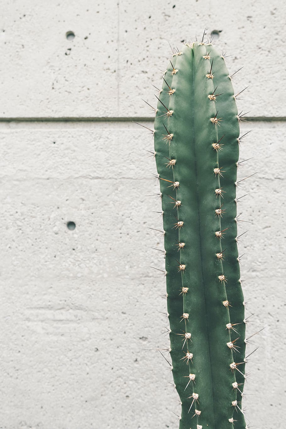 white, wall, closeup, green, cacti, front, concrete, Cactus, plant, thorn