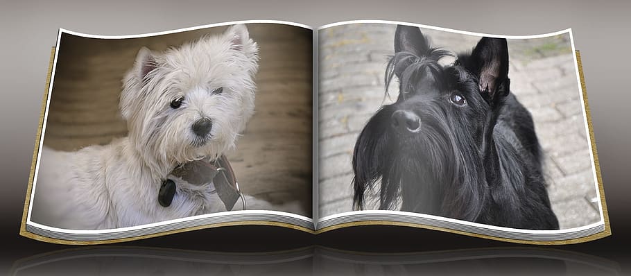 dos, blanco, westie terrier, fotos de terrier escocés, perro, westie, terrier escocés, atención, lindo, terrier