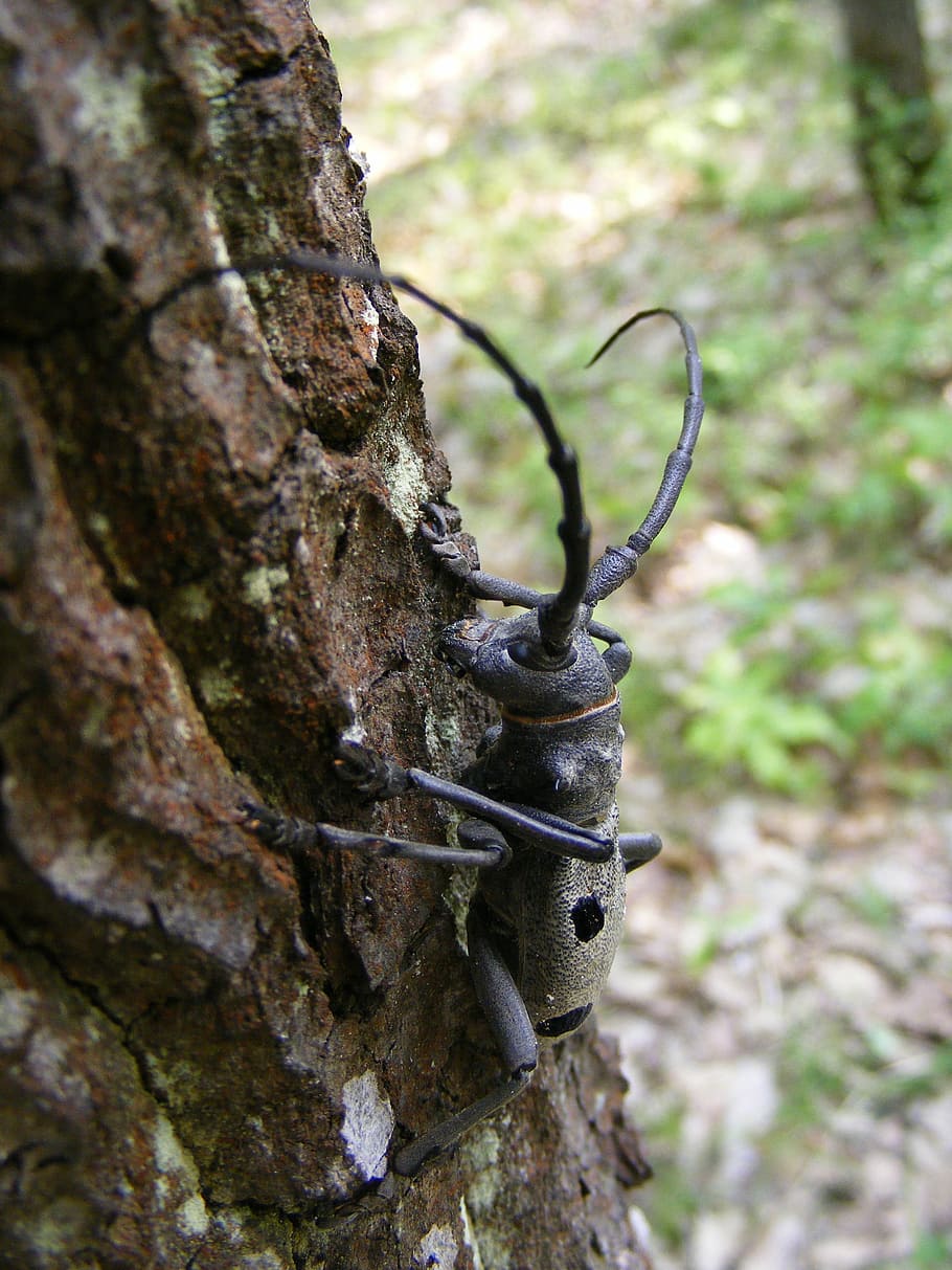 beetle, capricorn, cerambyx, forest, greater, longicorn, oak, insects, close-up, tree