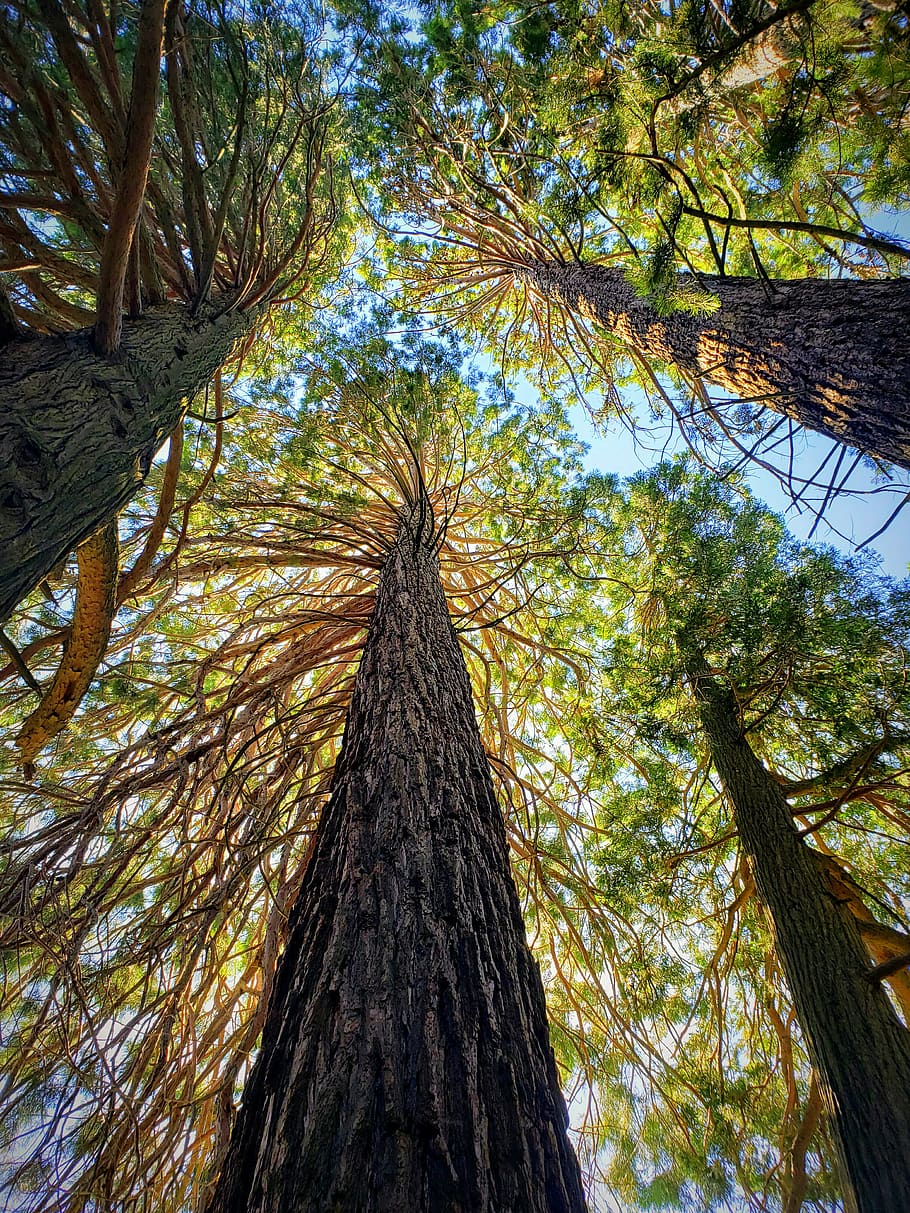 california, redwoods, nature, trees, john muir, majestic, giants, grand, trails, hiking