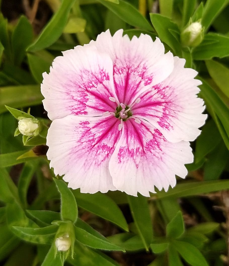 petunia, pink, white, flowers, bud, green, leaves, close-up, beautiful, beauty