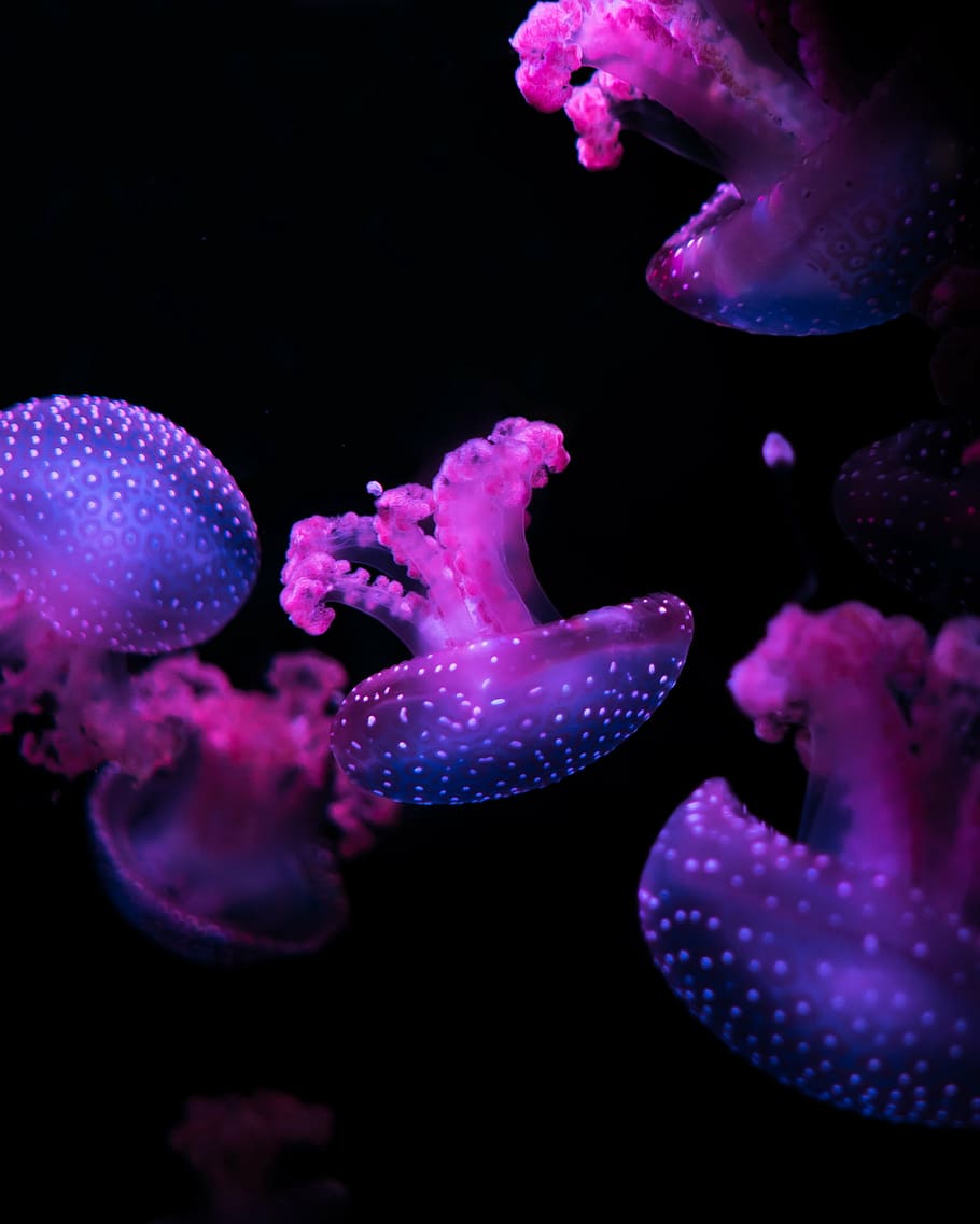ubur-ubur, bawah air, fotografi, alam, gelap, ungu, violet, hewan, laut, tentakel