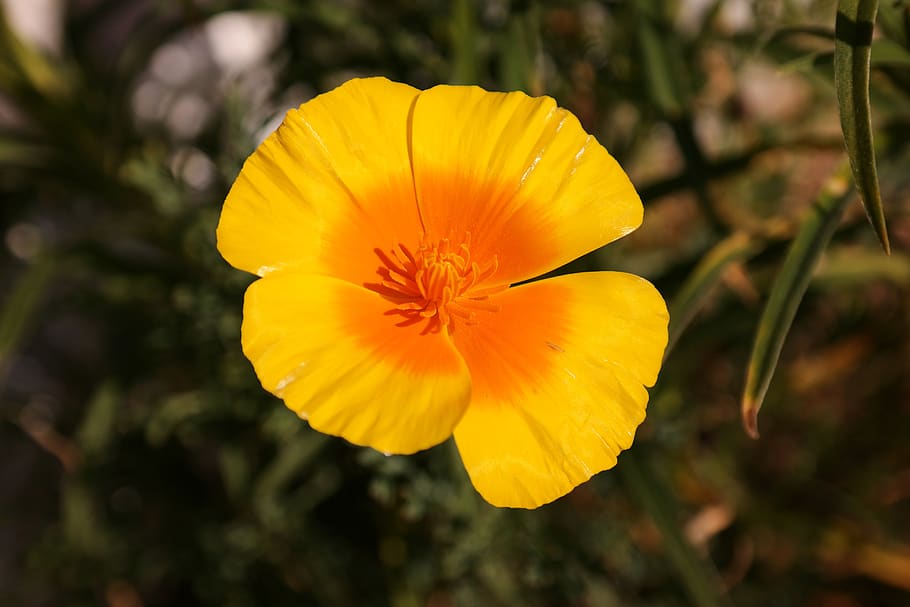 islandia amapola, amapola, flor, amarillo, amarillo anaranjado, floración, tallos desnudos amapola, planta floreciendo, planta, fragilidad