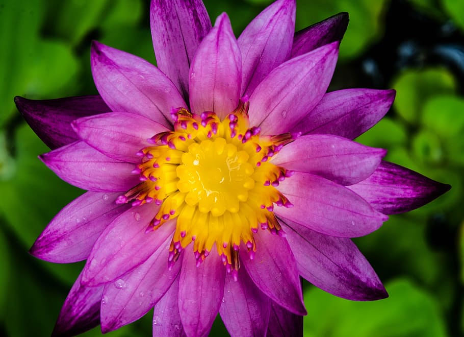 water lily, waterlily, purple, flower zoom in, blossom, garden, flower, flowering plant, petal, vulnerability