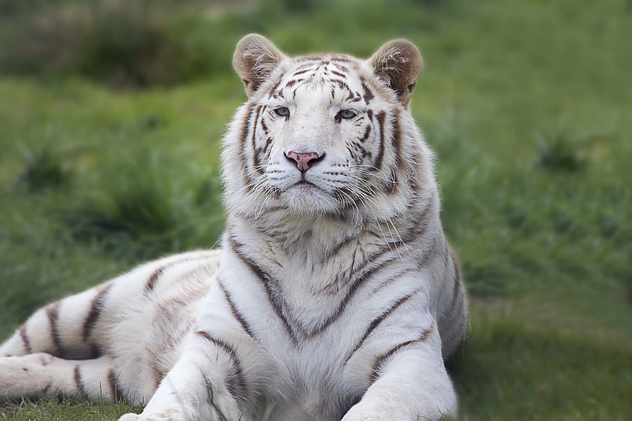albino tiger, green, grass, white, bengal, tiger, animal, wildlife, cat, nature