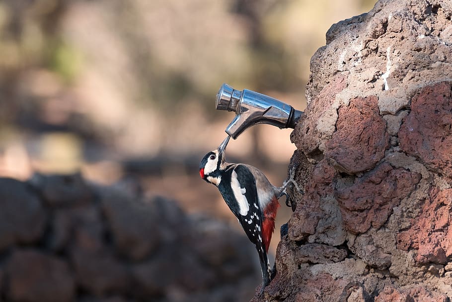 great spotted woodpecker, bird, avian, woodpecker, animal, tap, ornithology, stone wall, rock, rock - object