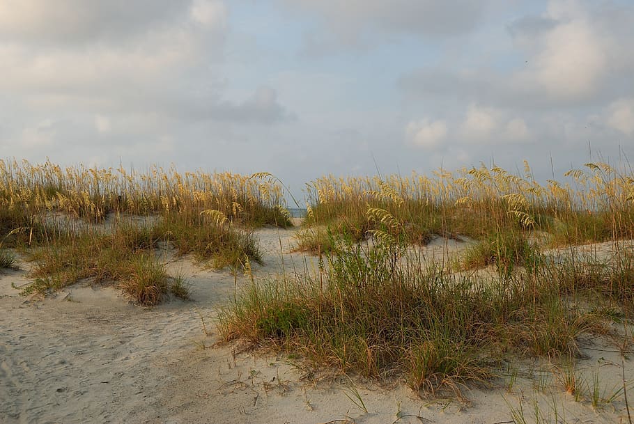 low, angle photography, grass field, Sea Oats, Sand Dune, Beach, sea, sand, ocean, nature