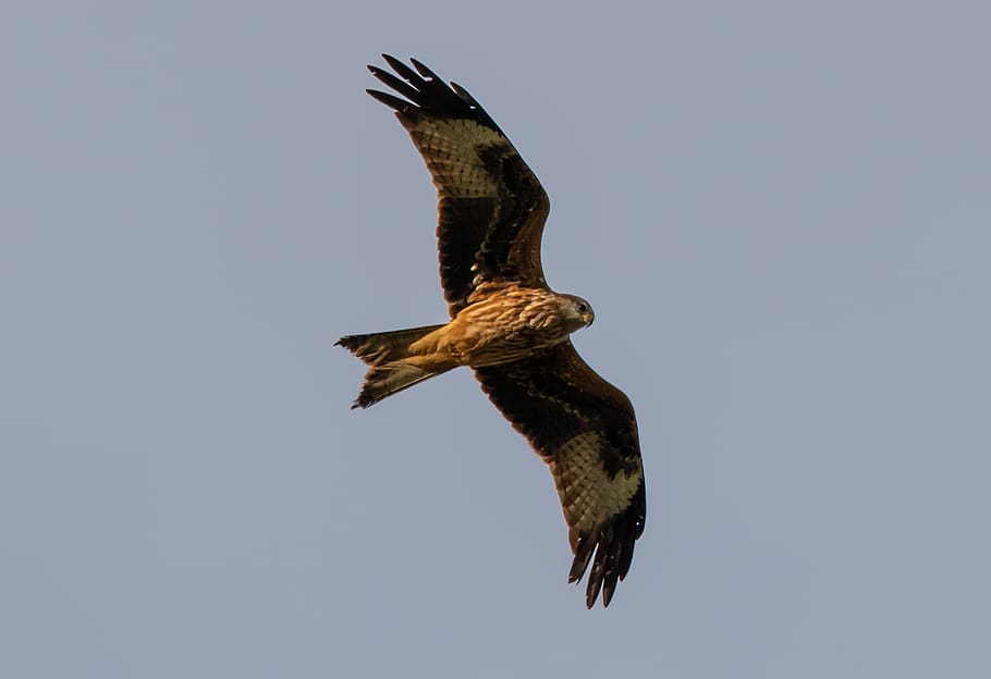 red kite in flight, red kite, raptor, bird, feather, wing, portrait, plumage, flying, sky