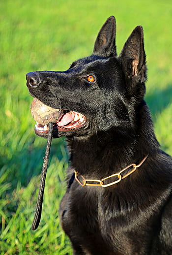 Página 36 - Fotos perro color negro libres de regalías - Pxfuel