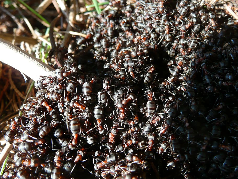 ants, wood ants, wood ant colony, formica, red, wood ant, formica rufa, formica polyctena, animal, nature