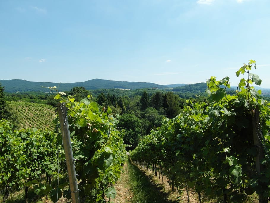 vineyard, odenwald, wine, summer, plant, growth, sky, beauty in nature, green color, scenics - nature