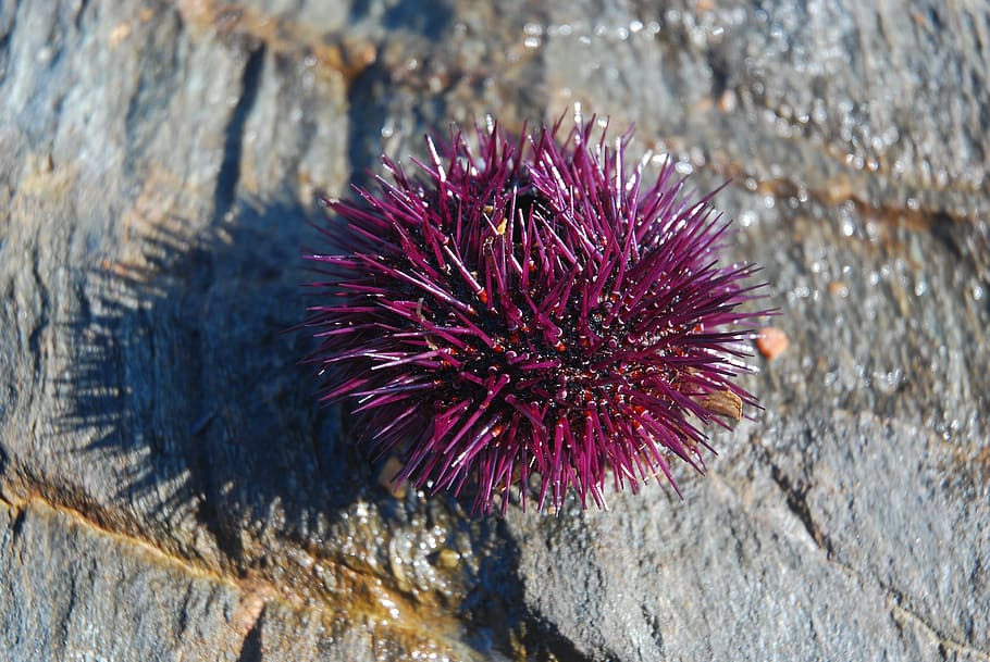 sea ​​urchin, wood, purple, sea urchin, rock - object, nature, rock, animals in the wild, sea life, animal themes