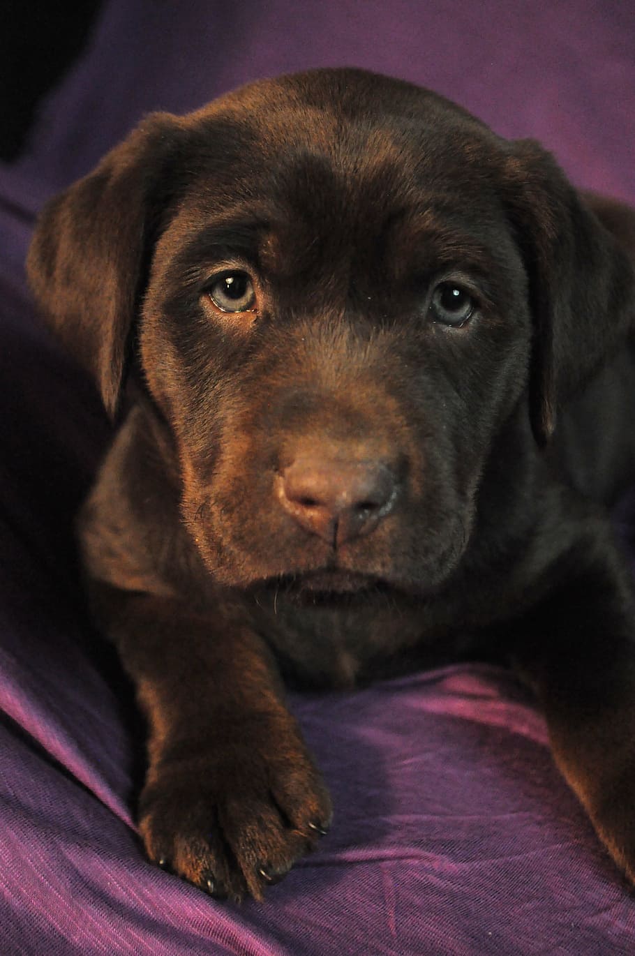 puppy, labrador, chocolate, pets, dog, domestic animals, one animal, animal, black labrador, labrador retriever