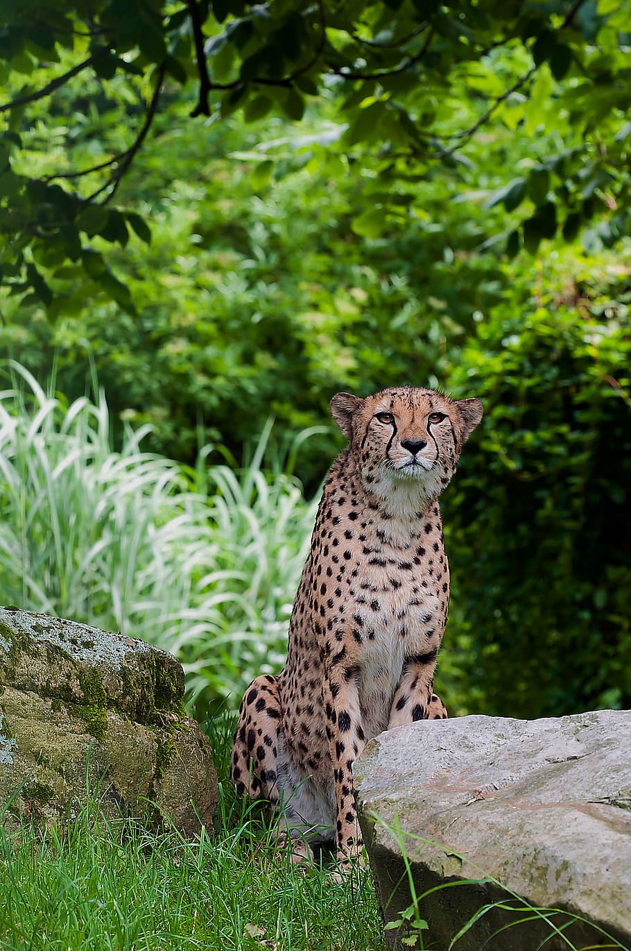 cheetah, seated, green, grass, predator, wild animal, speed, tiergarten, wildlife, undomesticated Cat