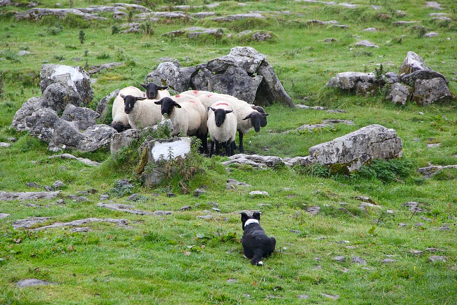 sheep, surrounded, rocks, sheepdog, lambs, livestock, farm, rural, wool, field