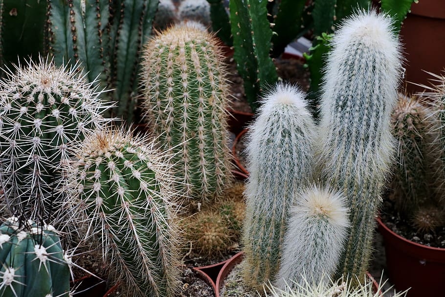 cactus, espuela, planta, espinoso, cerca, espinas, planta suculenta, espina, crecimiento, ninguna gente