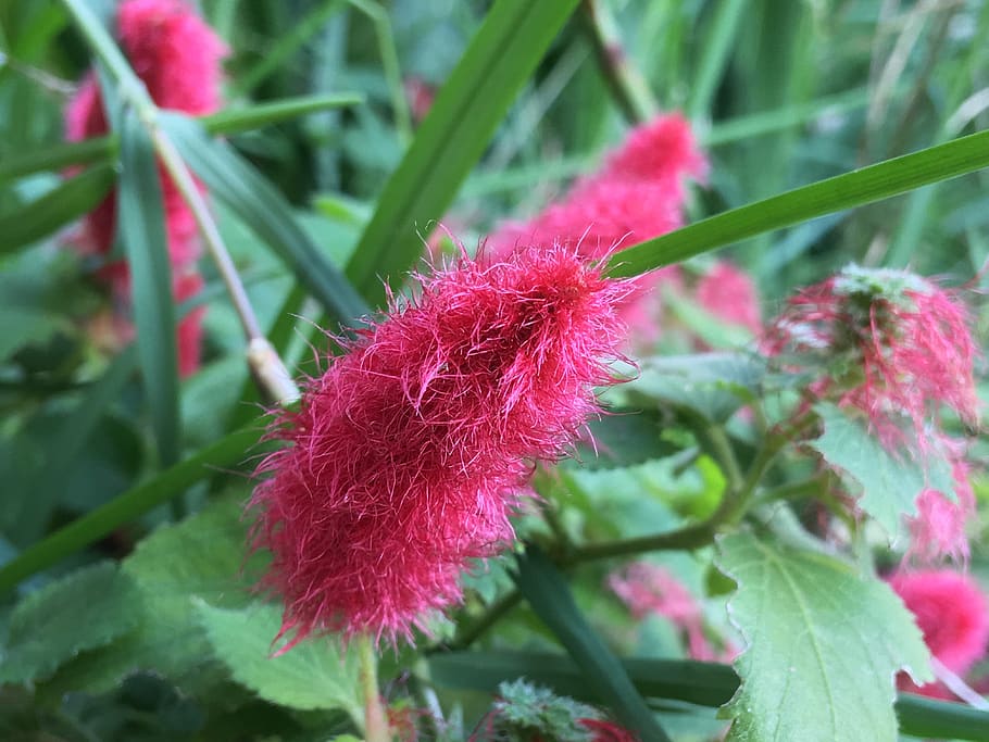 red flower, hairy, plants, red, botany, garden, red flowers, flower, petals, plant