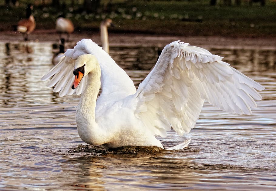 white, goose, floating, water, swan, bird, nature, animal, wildlife, lake