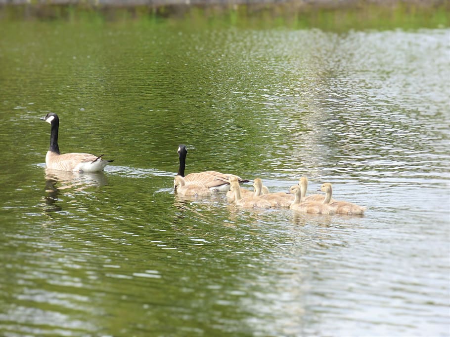 geese family, swimming, pond, geese, lake, water, animals in the wild, bird, vertebrate, animal themes