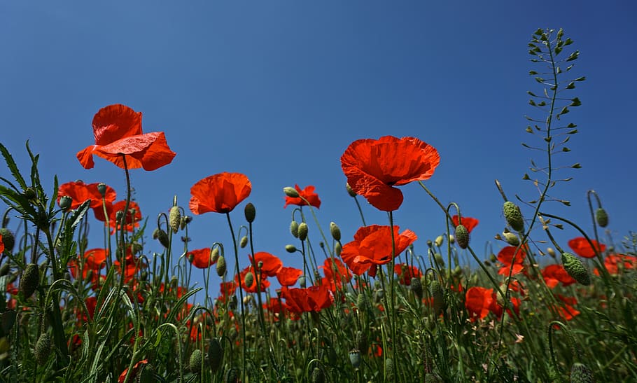 rojo, foto del campo de flores, durante el día, amapola, verano, naturaleza, flor, floración, flor de amapola, planta