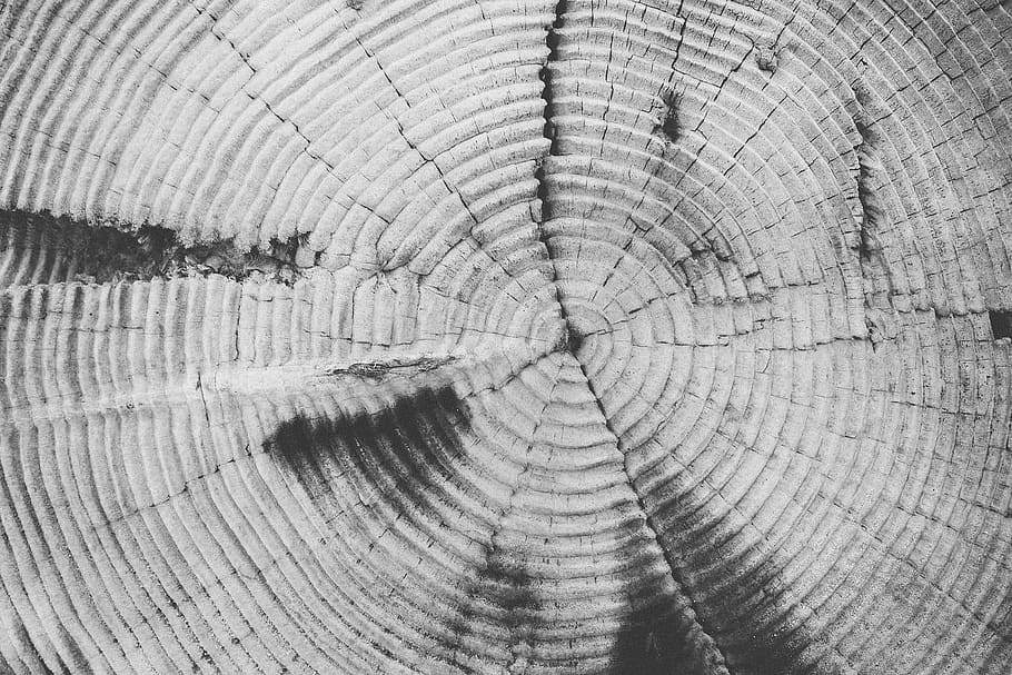 rings, full frame, backgrounds, tree ring, pattern, textured, close-up, tree, bark, natural pattern