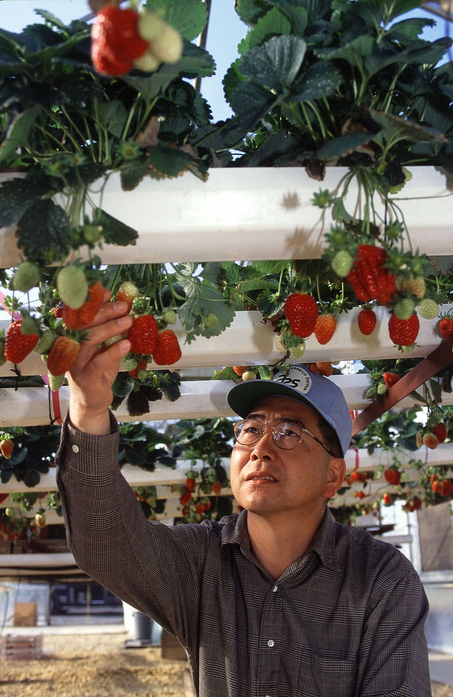 hydroponic, strawberries, growing, produce, farming, agriculture, farmer, freshness, crop, real people