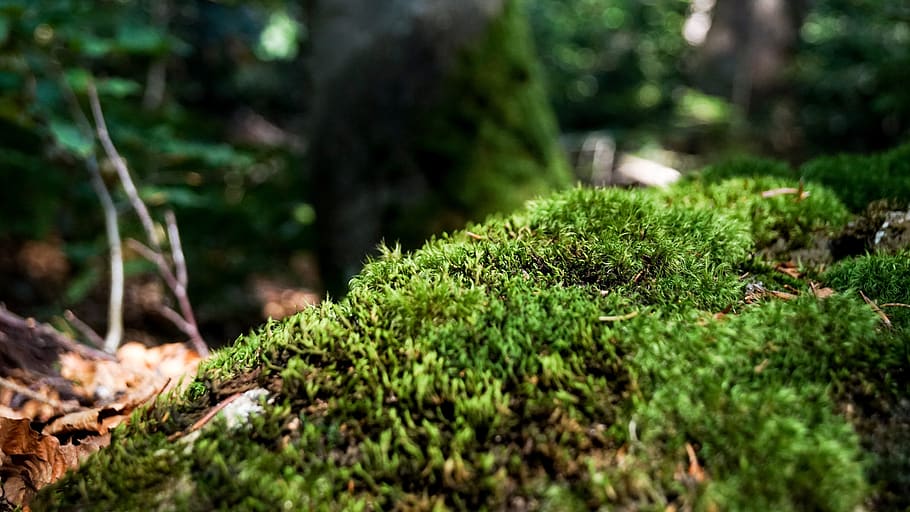 moss, nature, forest, autumn, green, forest floor, landscape, environment, mood, tribe