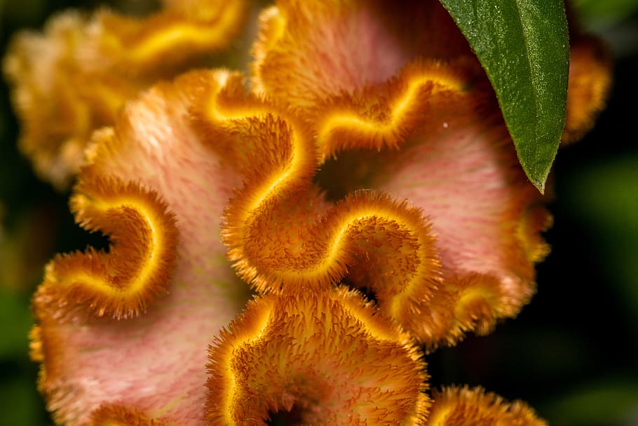 cockscomb, celosia cristata, plant, flower, macro, nature, orange, flowerpot, exotic, close-up