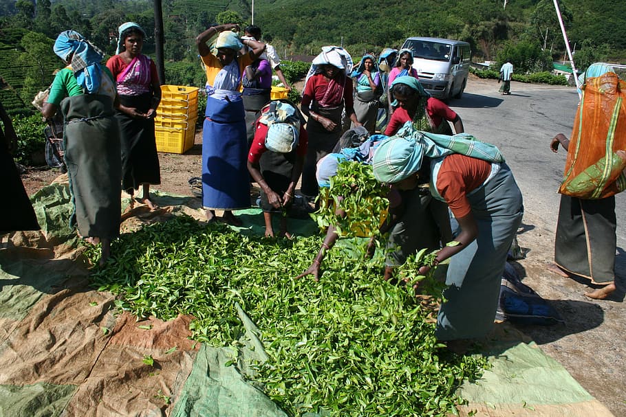 people harvesting plants, vegicle, tea, tea pickers, sri lanka, plantation, harvesting, picking, ceylon, female