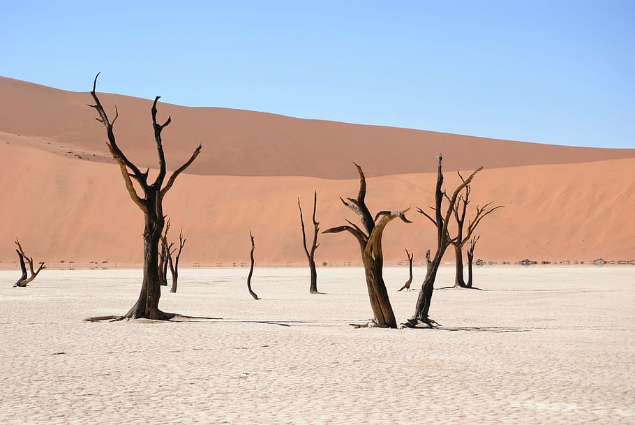 brown, withered, trees, desert, dead vlei, namibia, dunes, sand, dry, africa