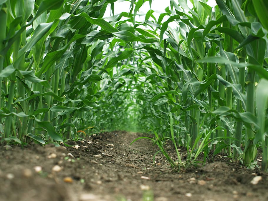 Maize, Field, Agriculture, green, farming, food, summer, plant, rural, agronomy