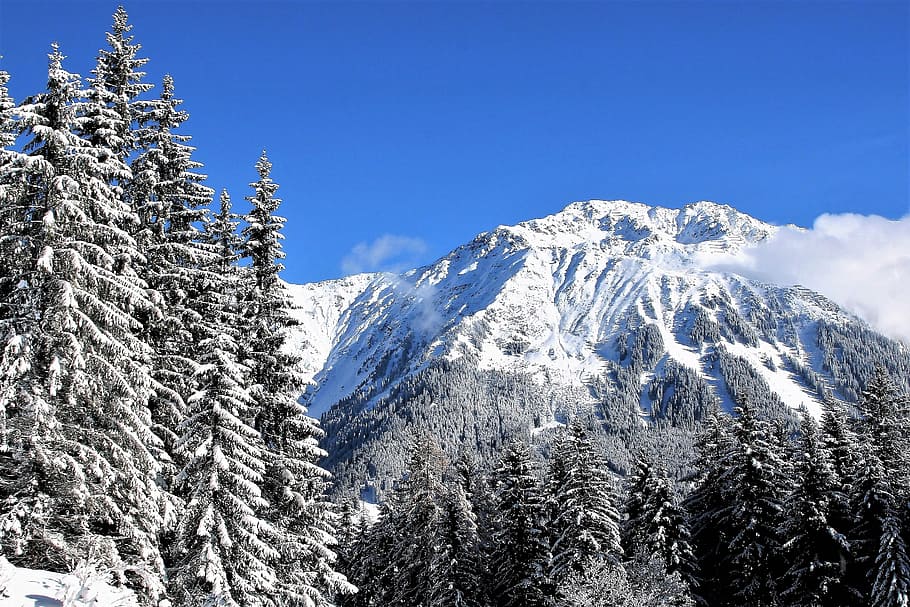 tall, trees, front, mountain, sky, blue, snow-covered trees, mountains, fresh snow, pine