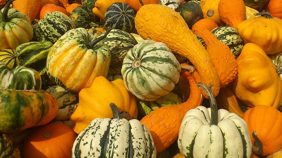 variety of vegetables, Pumpkin, Halol, Halloween, pumpkins, food, autumn, colorful, frisch, harvest