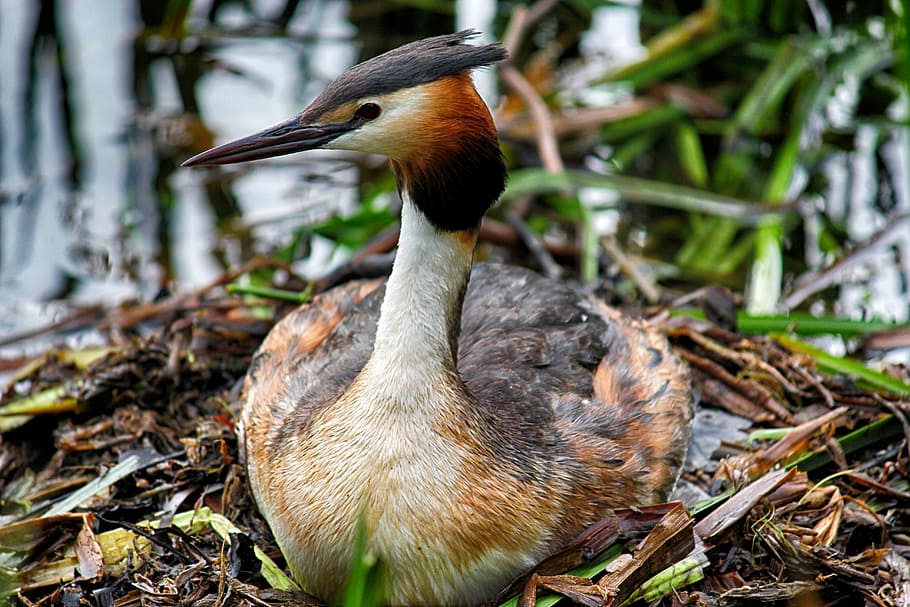 great crested grebe, nest, water, breed, water bird, reed, brood care, lake, female, breeding water