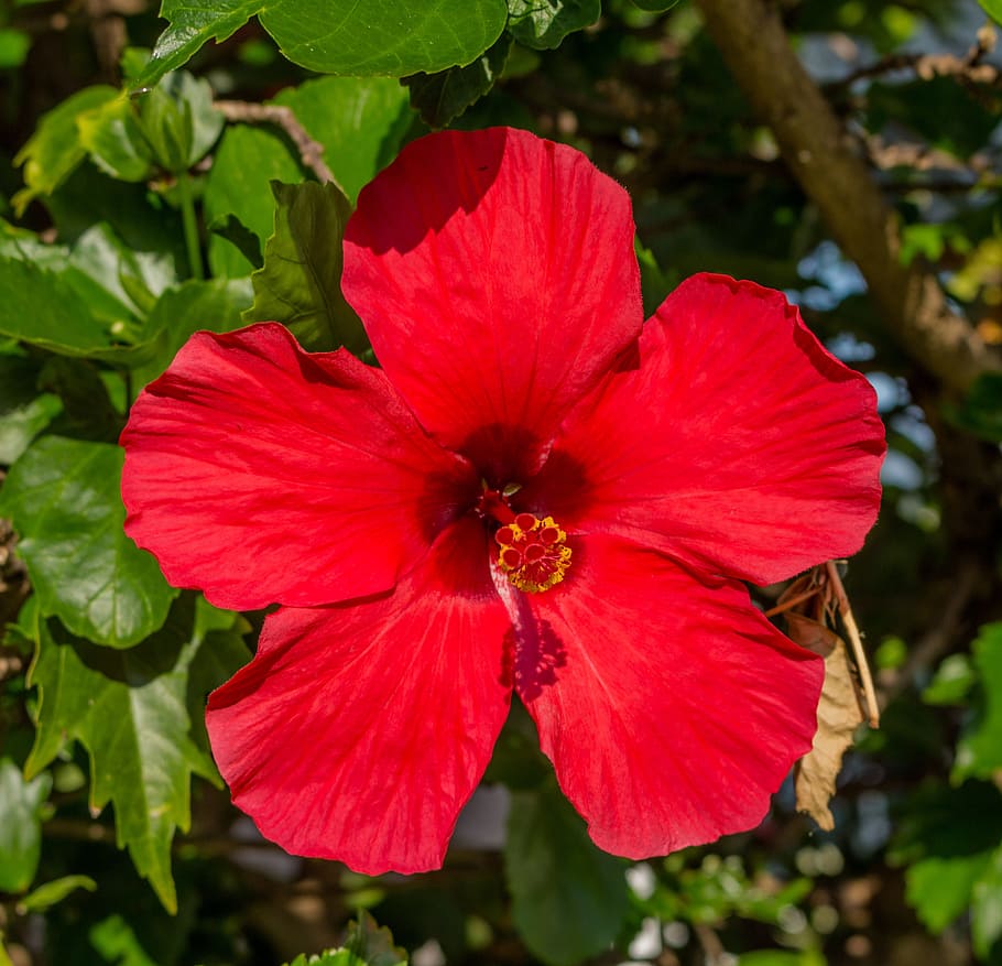 hibiscus, red, flower, plant, red hibiscus, stamens, garden, petal, fragility, vulnerability