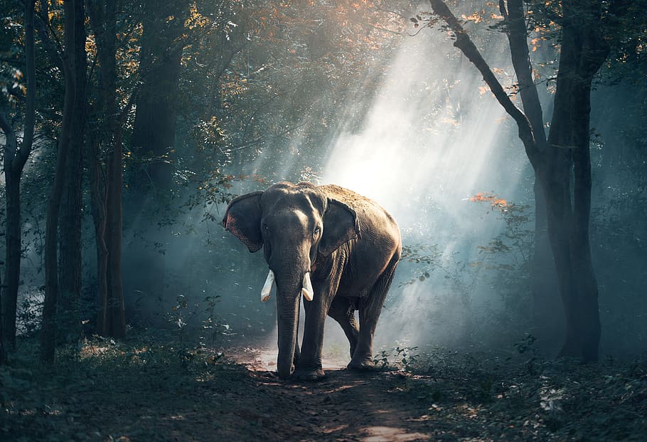 elephant, asian, trees, sun, ray, jungle, forest, leaves, tusks, large