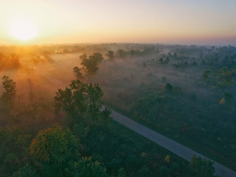 road, surrounded, trees, sunset, street, plants, green, nature, fogs, cold