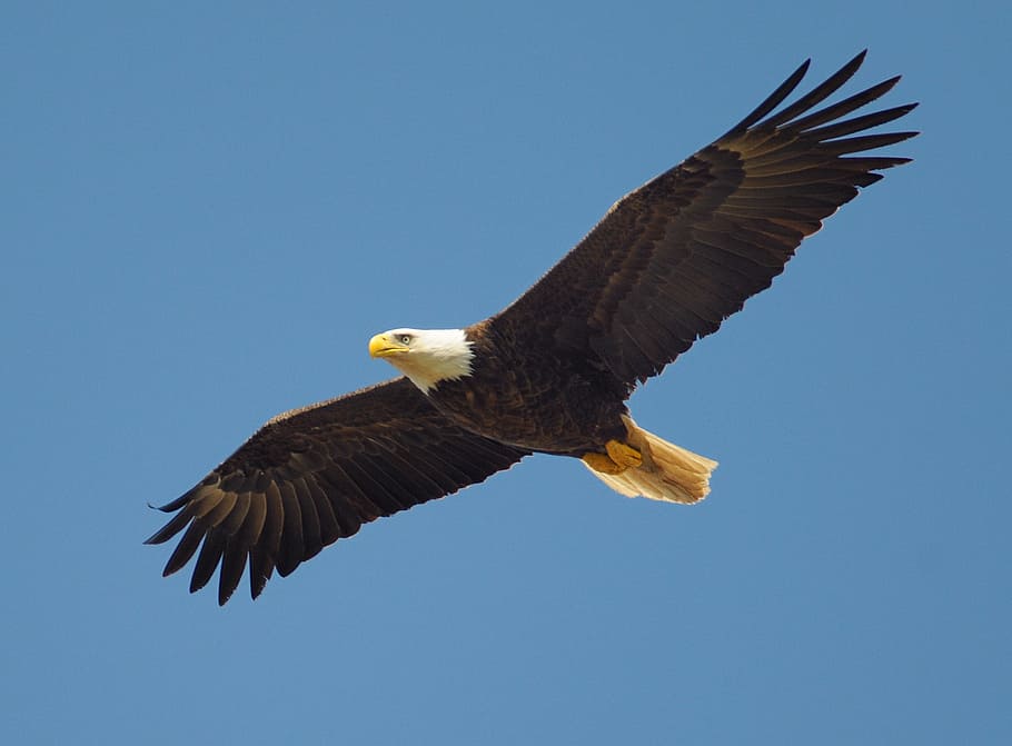 bald, eagle, mid-air, fly, bird, symbol, american, flying, predator, nature