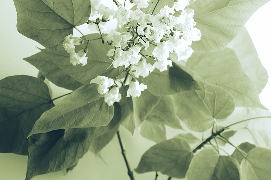 fotografia, branco, flores de pétalas, pétalas, flores, flor, pétala, natureza, planta, folhas
