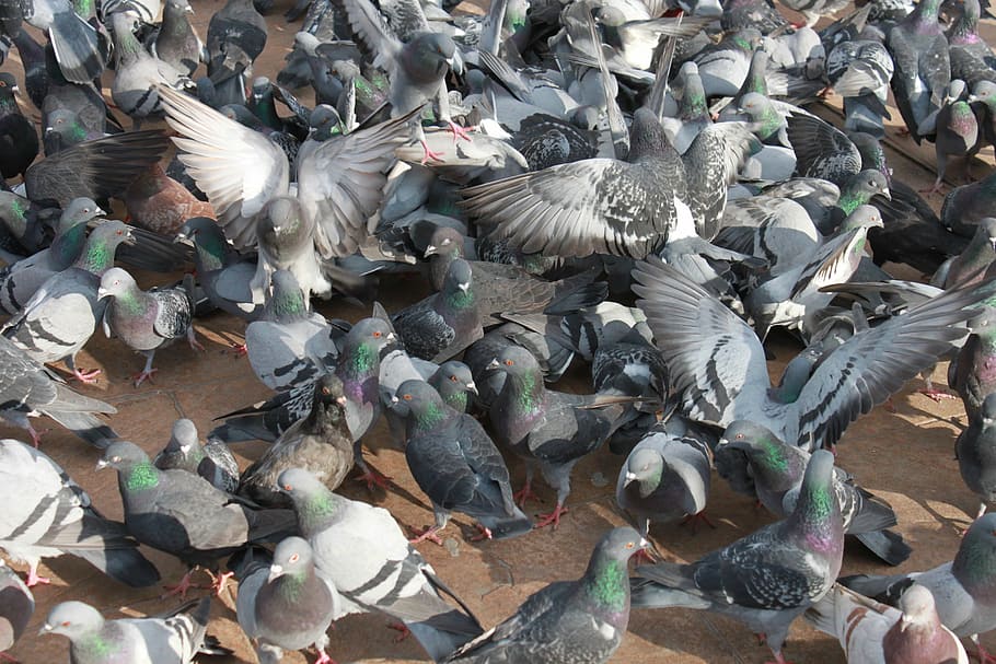 close-up, flock, flying, pigeons, square, town, birds, bird, vertebrate, animal themes