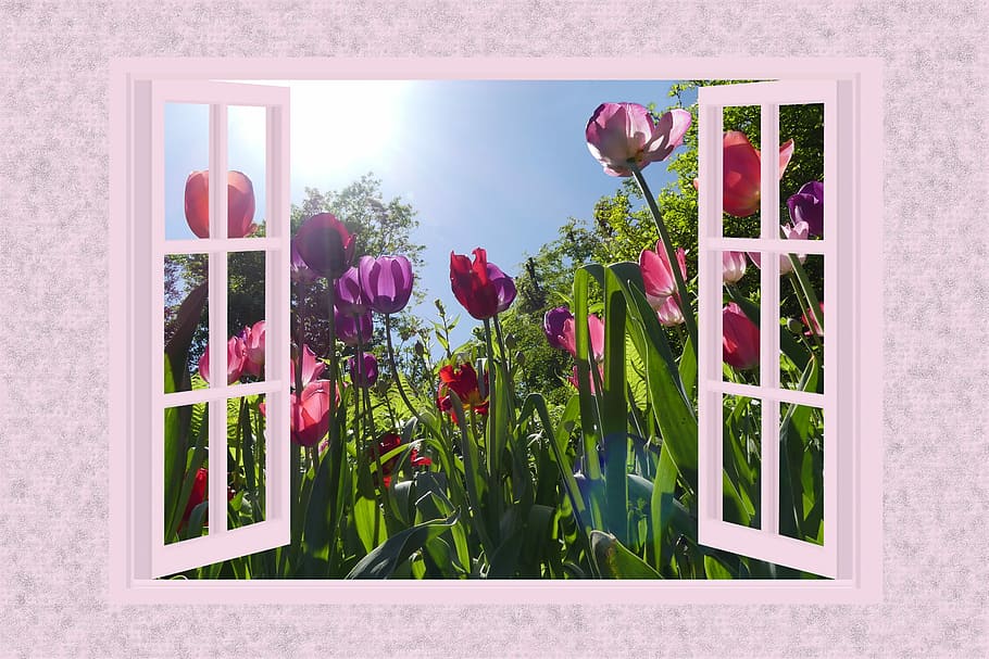 blanco, ventanas de vidrio, imágenes prediseñadas de flores de colores variados, tulipanes, flores, planta, naturaleza, jardín, floral, pétalos