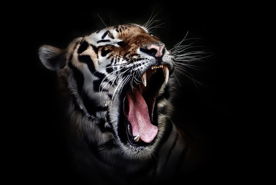 Foto enojada del tigre, tigre, cabeza, fauna, animal, salvaje, felino, gato, naturaleza, mamífero