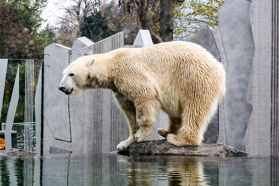 polar, urso, cercado, corpo, agua, dia, Urso polar, Jardim zoológico, Schönbrunn, zoológico schönbrunn