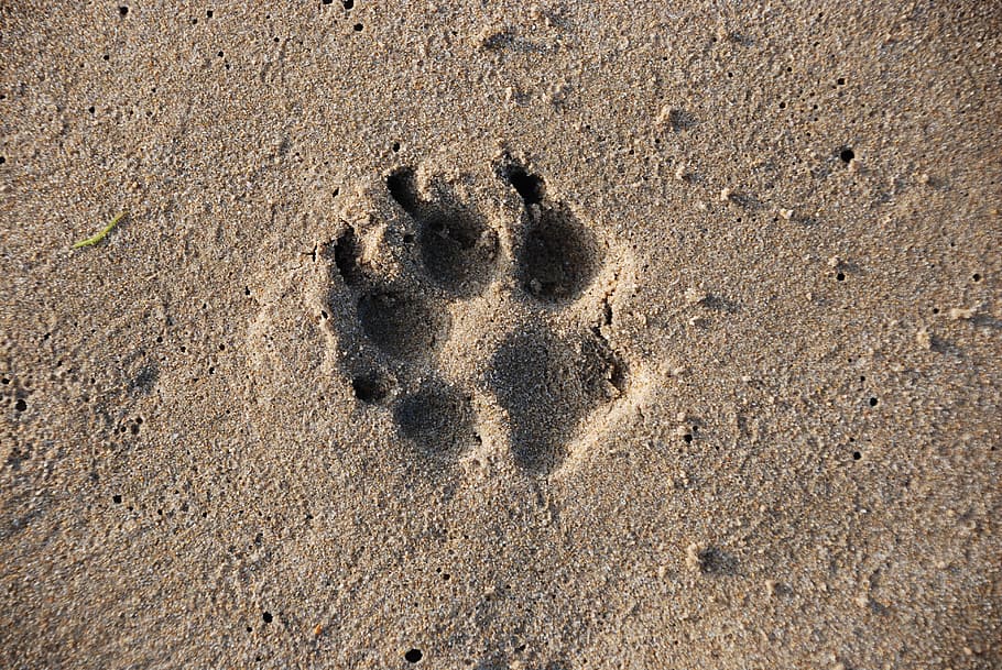 sand, desert, beach, seashore, footprint, sandy, dog, land, paw print, high angle view