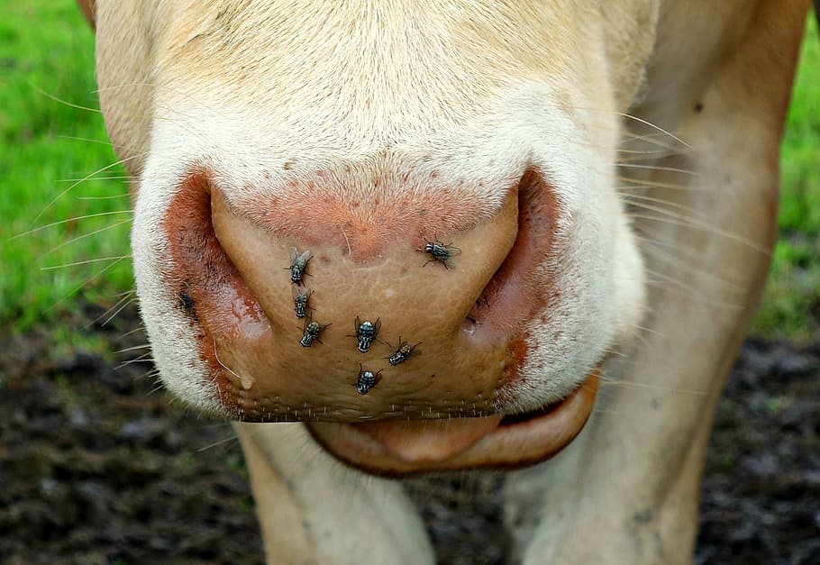 vaca, nariz, nariz de vaca, cabeza de vaca, animal, mamífero, ganado, agricultura, bovino, prado